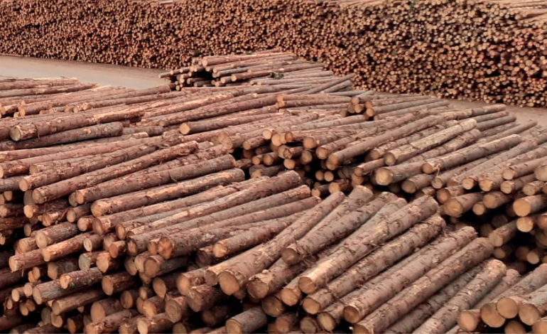Les exportations de bois de Finlande Chute de 29% en octobre