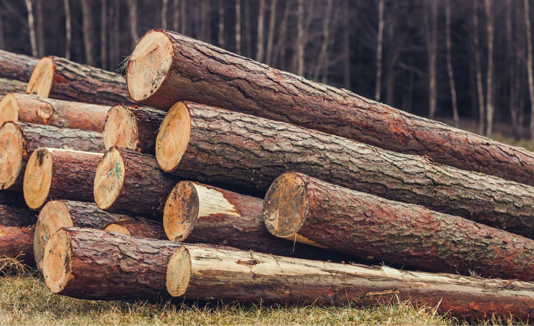 La Russie prolonge les droits prohibitifs sur le bois brut résineux et feuillus jusqu'en 2025