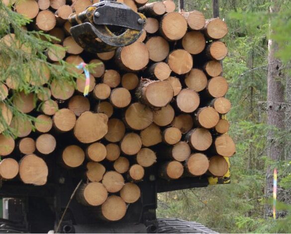 l’augmentation des prix du bois en Suède en 2024