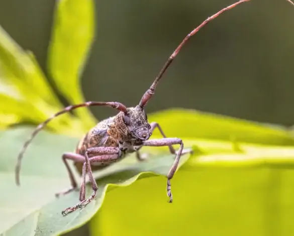 Coléoptère Monochamus galloprovincialis – insecte vecteur du nématode du pin