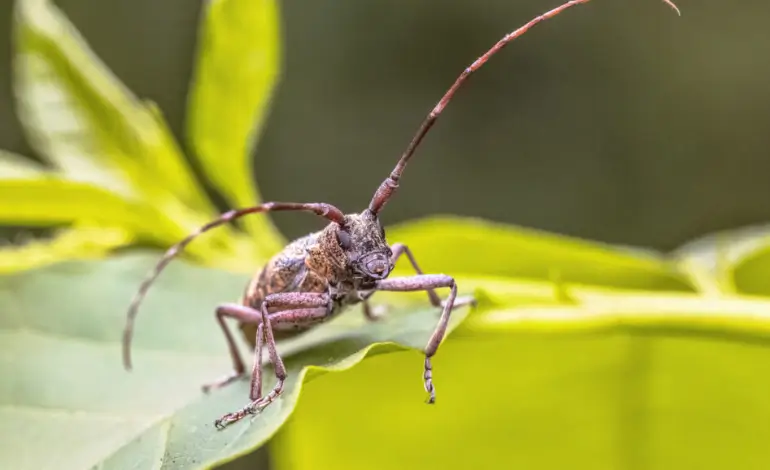 Coléoptère Monochamus galloprovincialis – insecte vecteur du nématode du pin