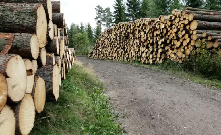 grumes de pin et épicéa en Suède – baisse des prix du bois